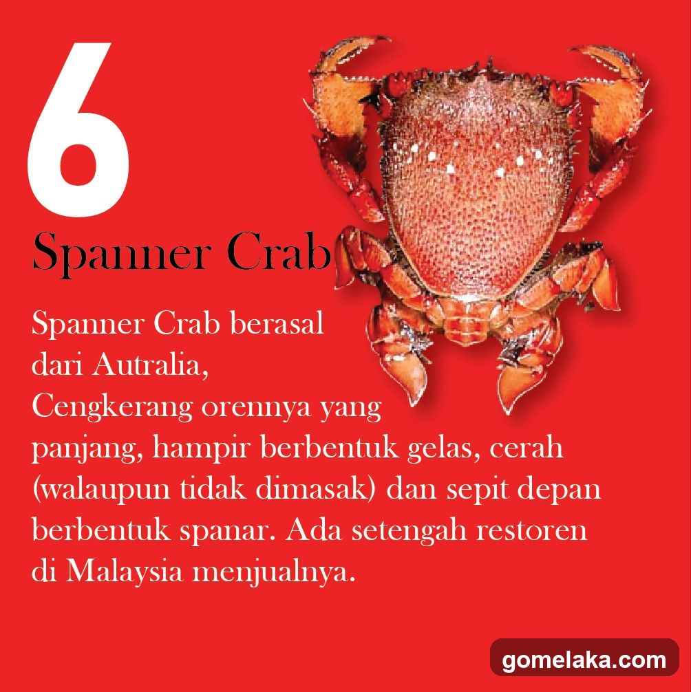 Spanner Crab Information