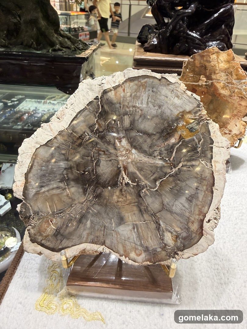 Interior Display of Fossil Wood