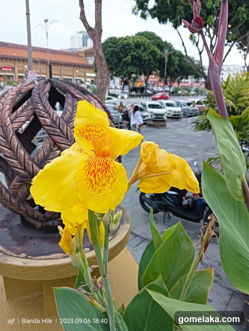 Outdoor Floral Scene with Urban Background