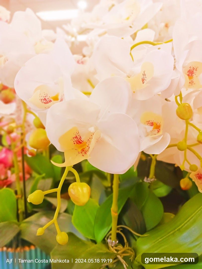Orchid Display