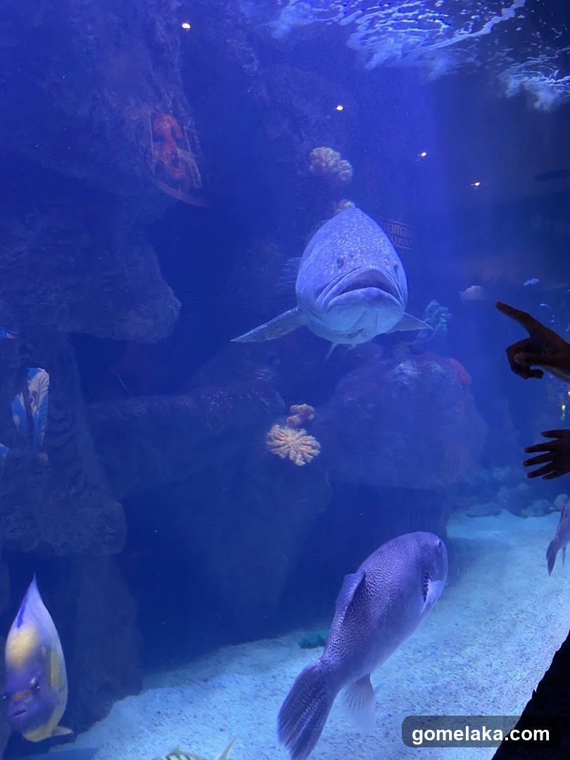 The Shore Oceanarium