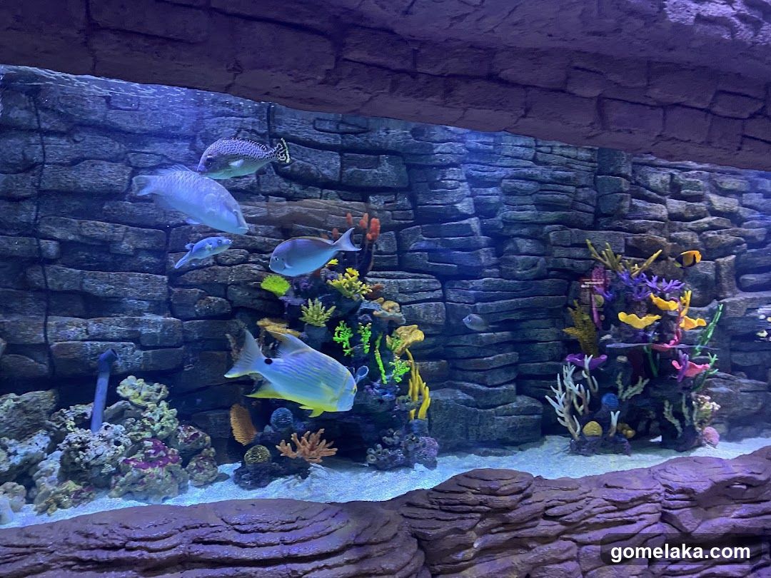 The Shore Oceanarium