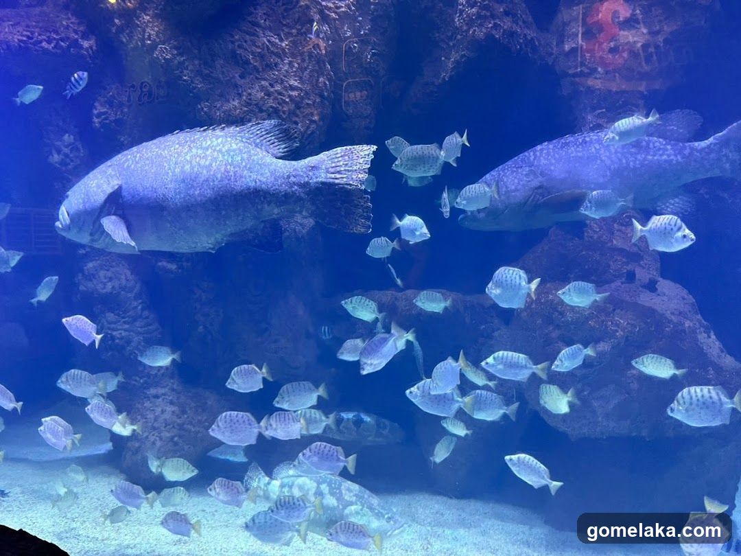 Aquarium Scene
