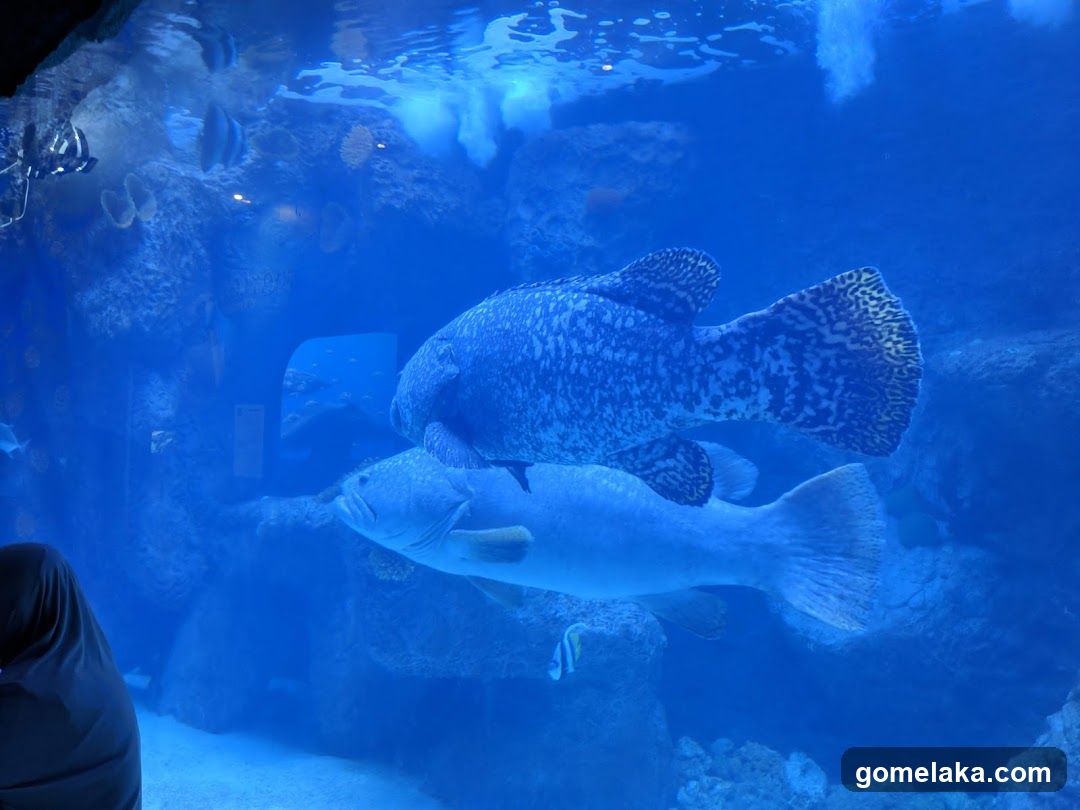 Aquarium Scene