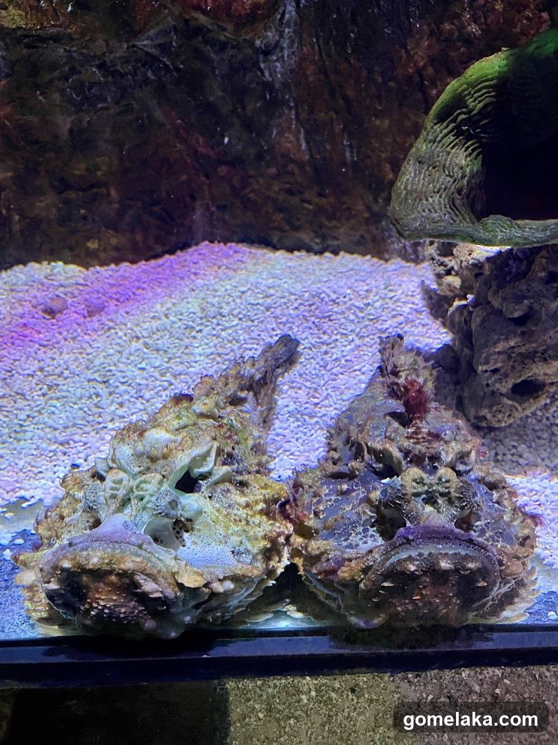 Aquarium Scene