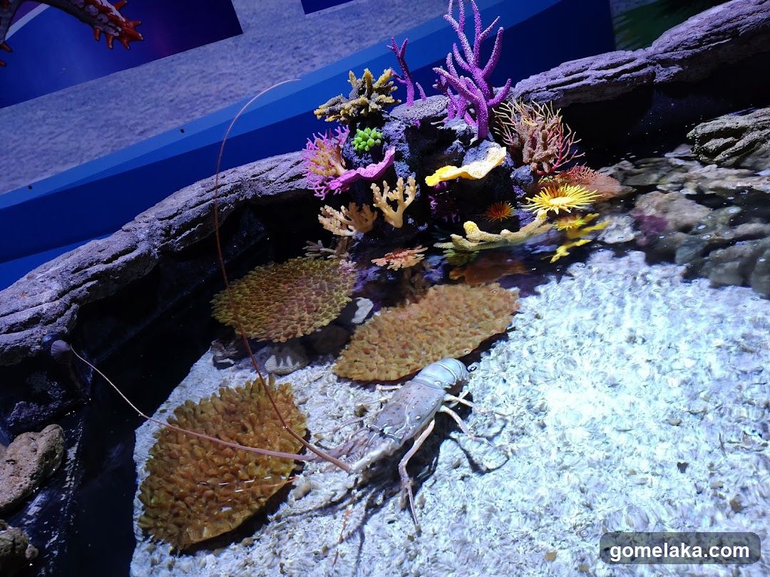 Aquarium Display