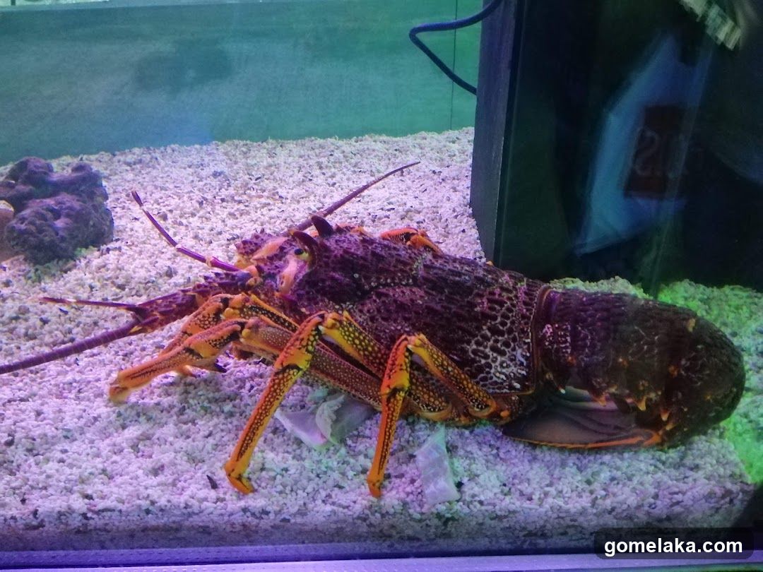 Aquarium Display