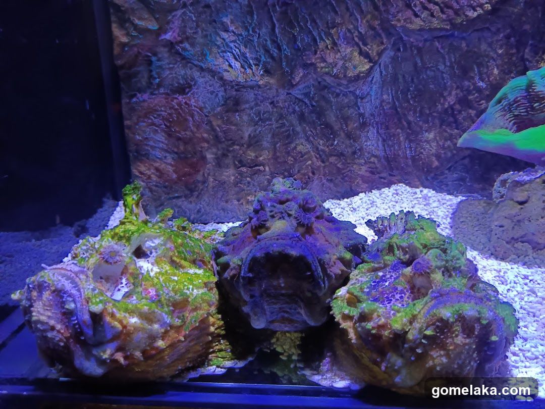 Aquarium Scene