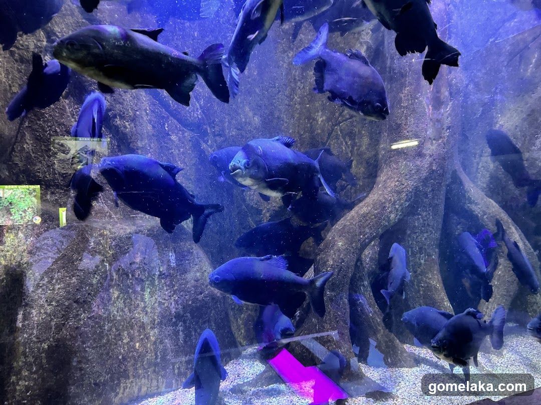 Aquarium Scene