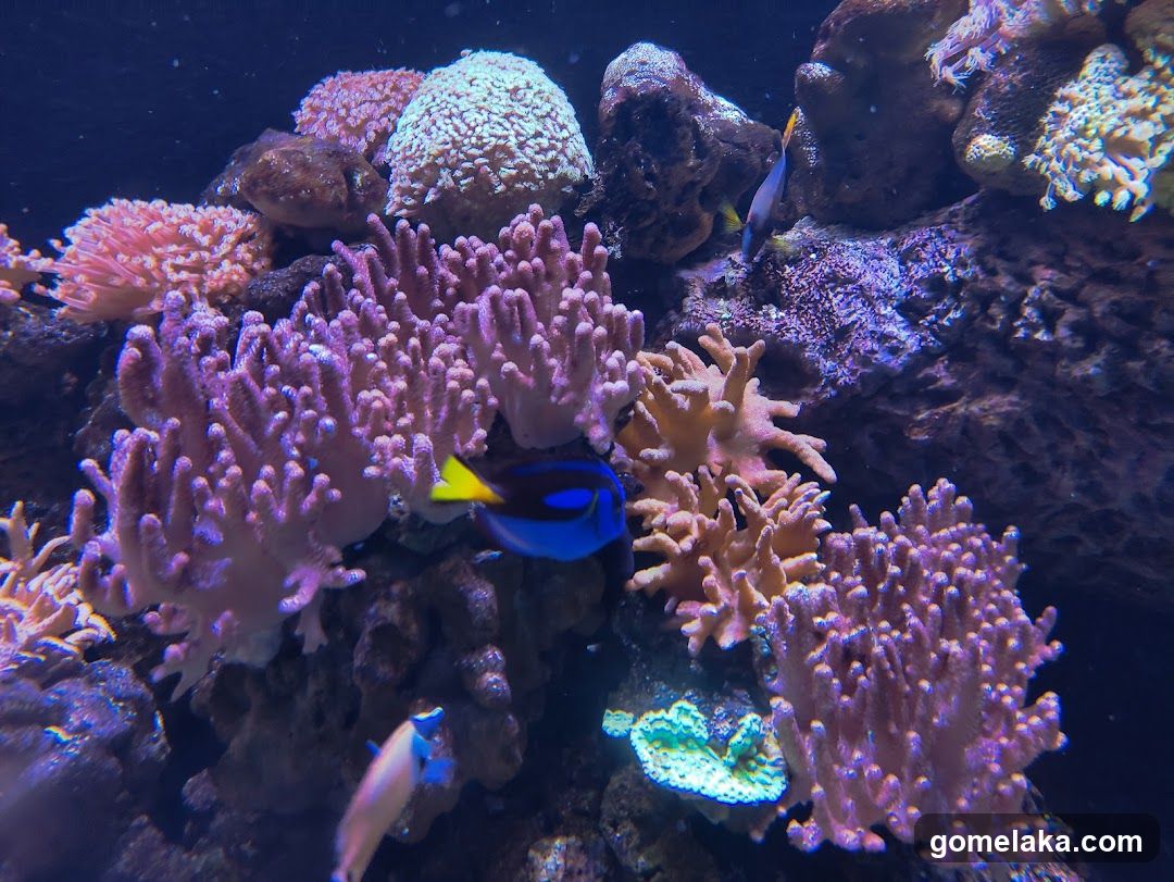 Underwater Coral Reef Scene