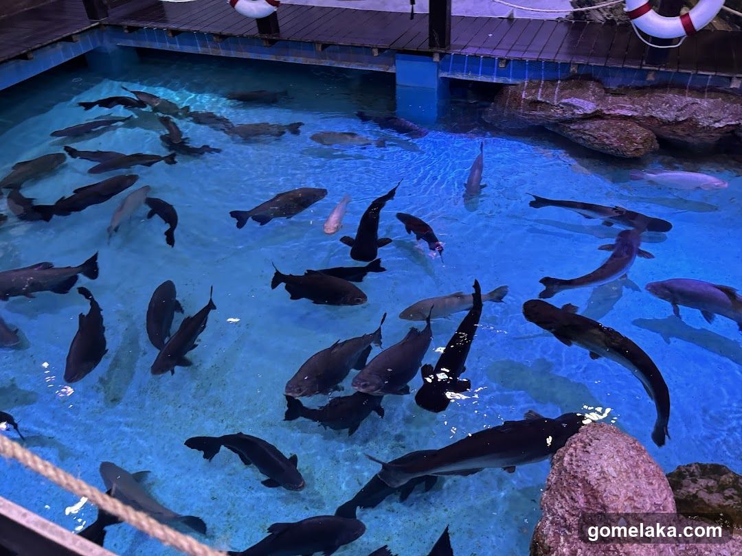 Aquarium Fish Pool