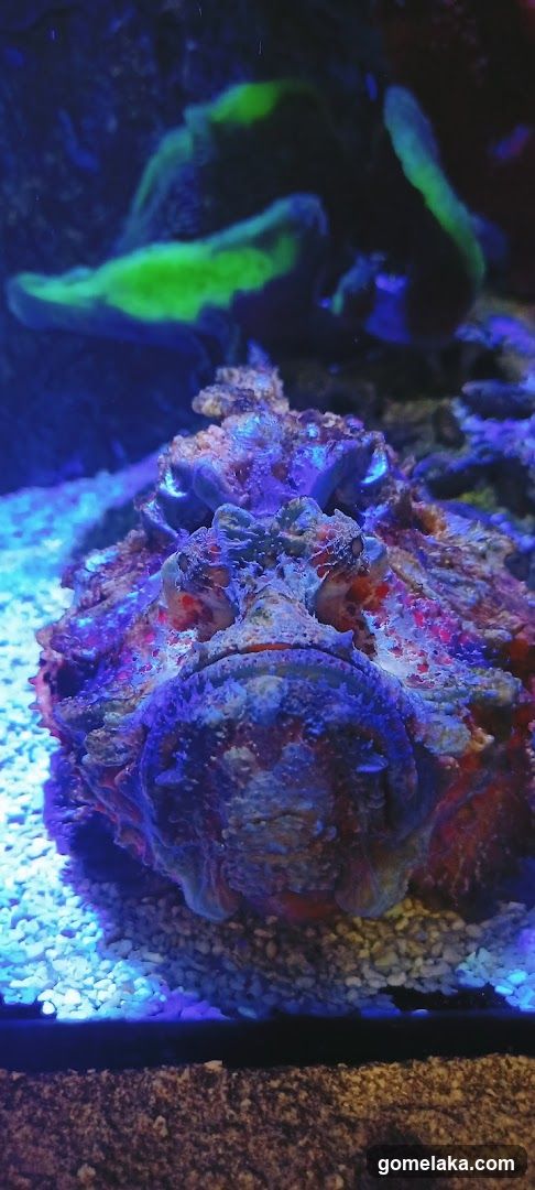 Aquarium Scene