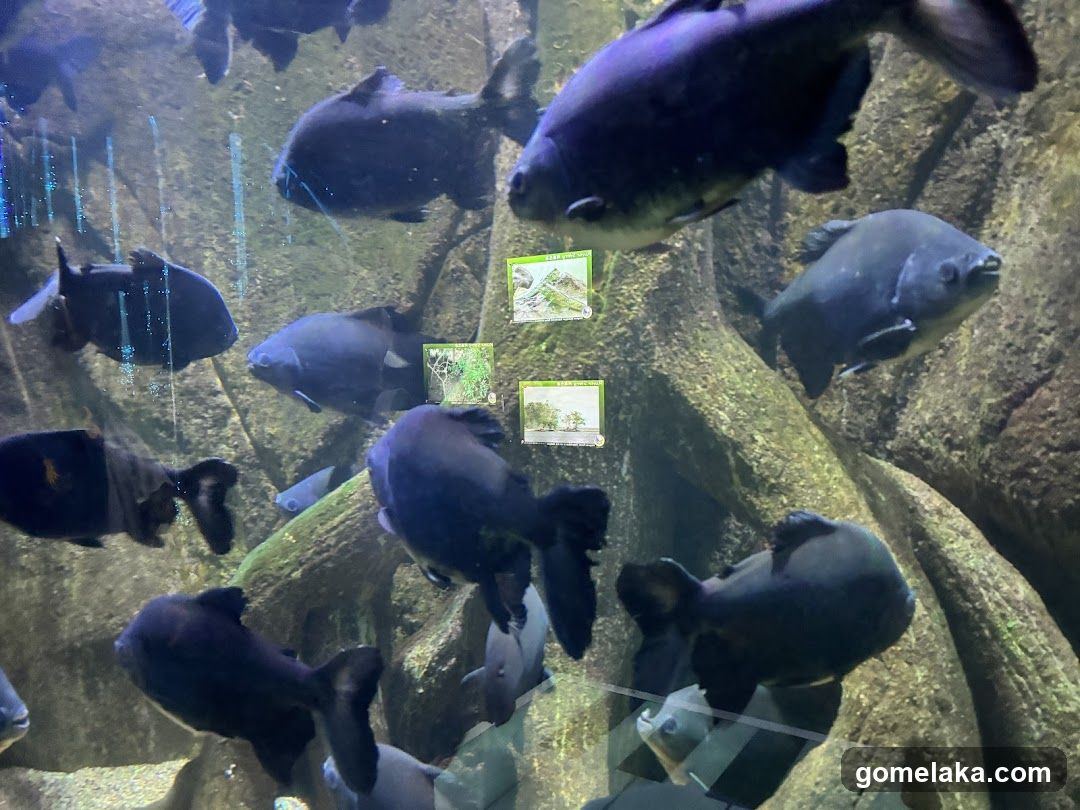 Aquarium Scene