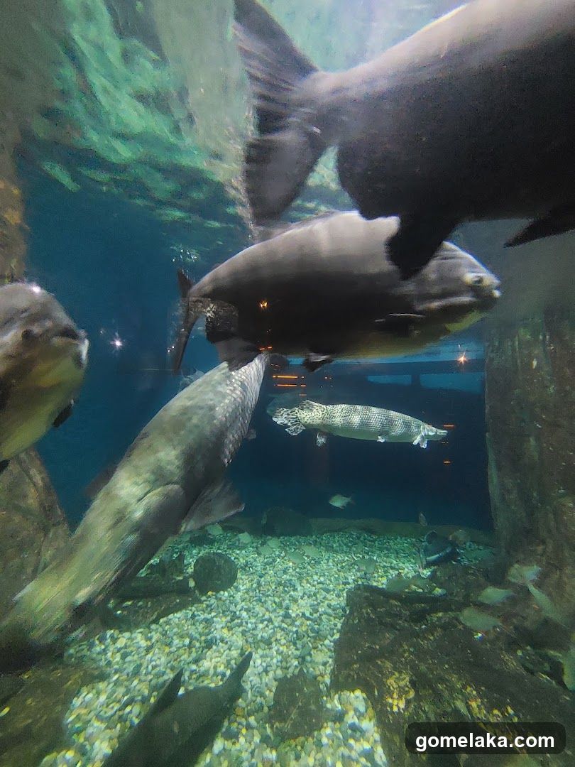 Aquarium Scene