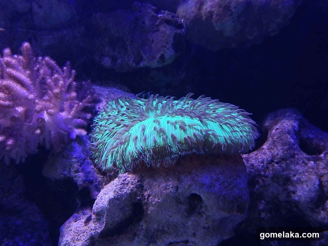 Aquarium Scene