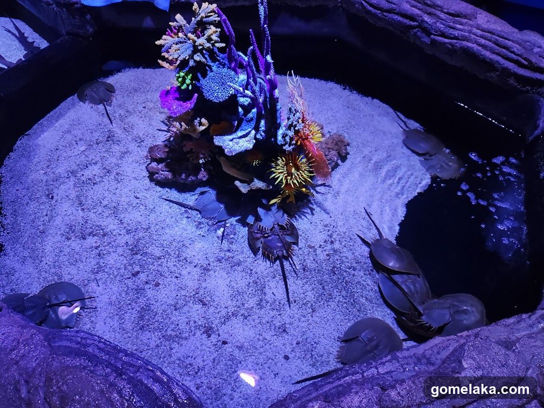 Aquarium Display