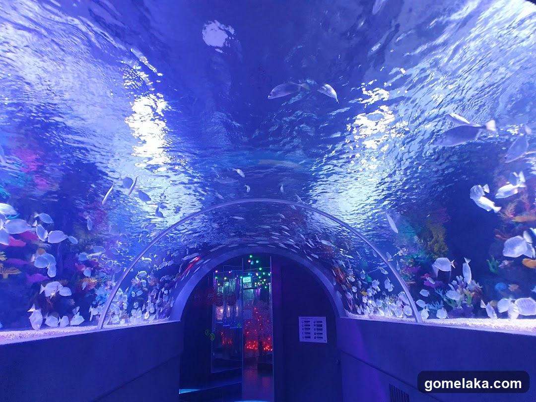 Aquarium Tunnel View