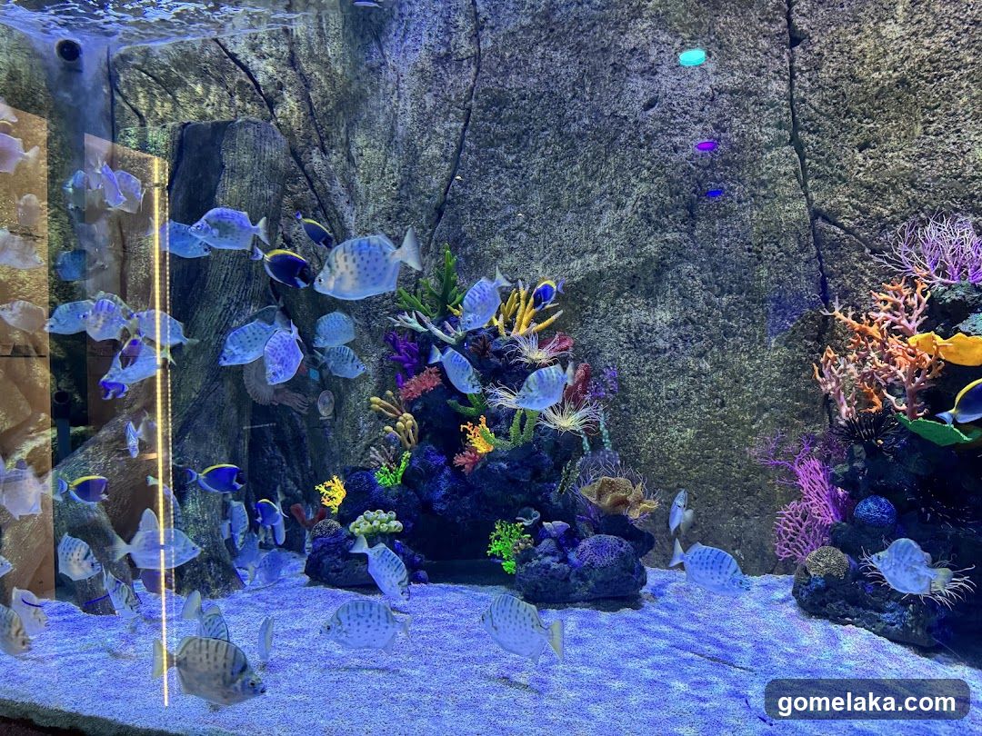 Aquarium Interior