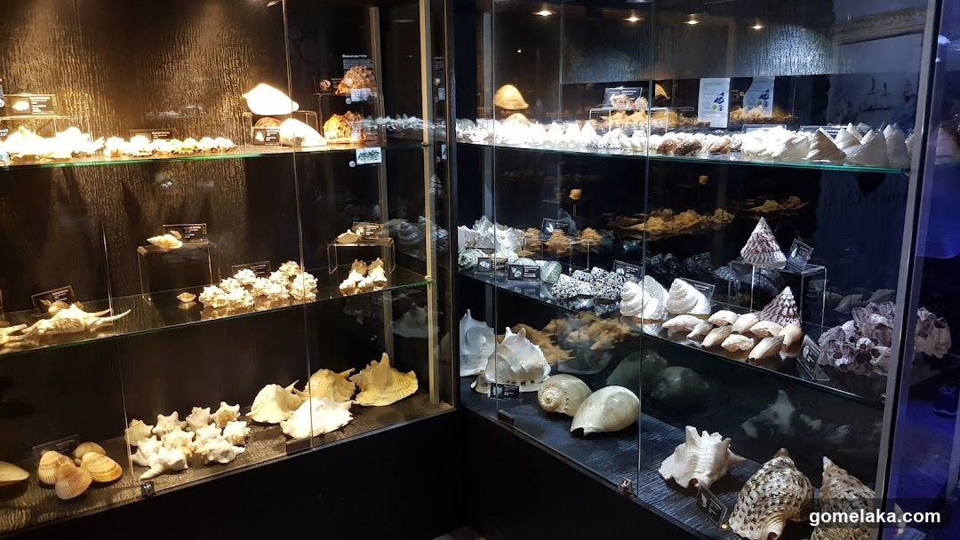 Seashell Display Case