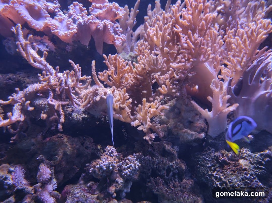 Aquarium Scene