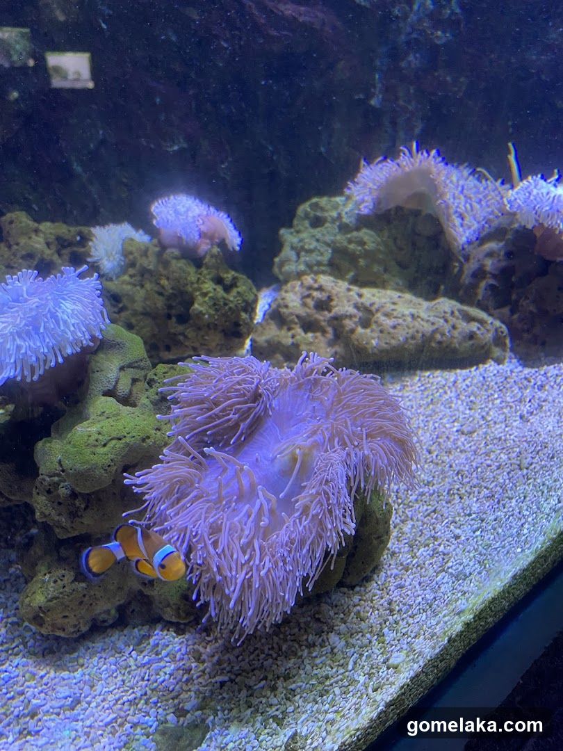 Aquarium Scene