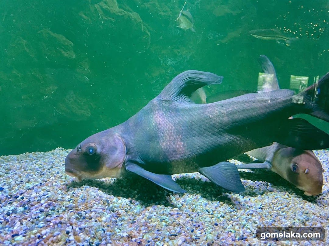 Aquarium Fish