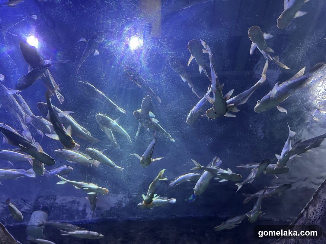 Aquarium Scene