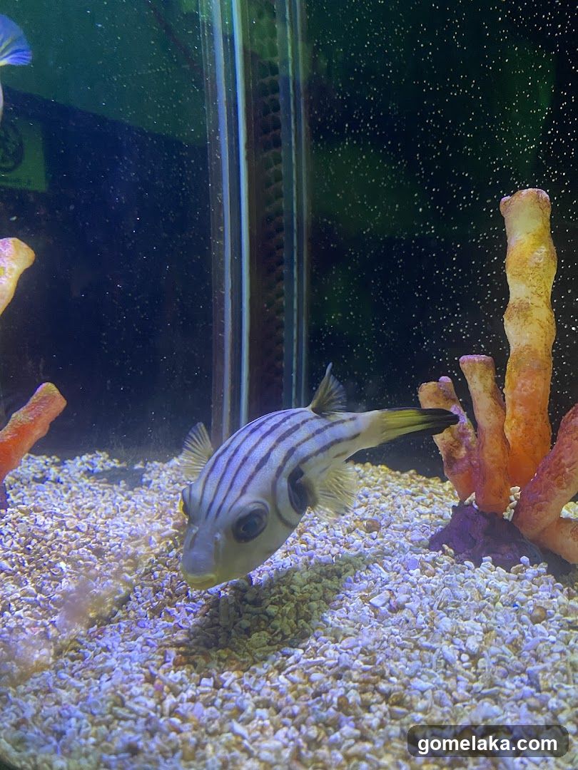 Aquarium Scene