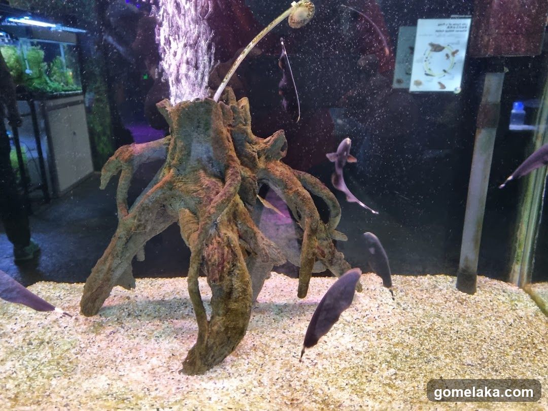 Aquarium Interior