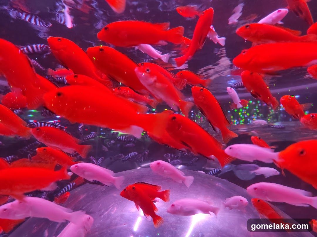 Aquarium Scene