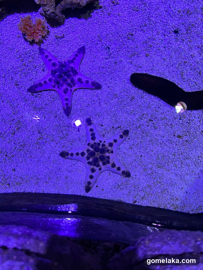 Aquarium Scene