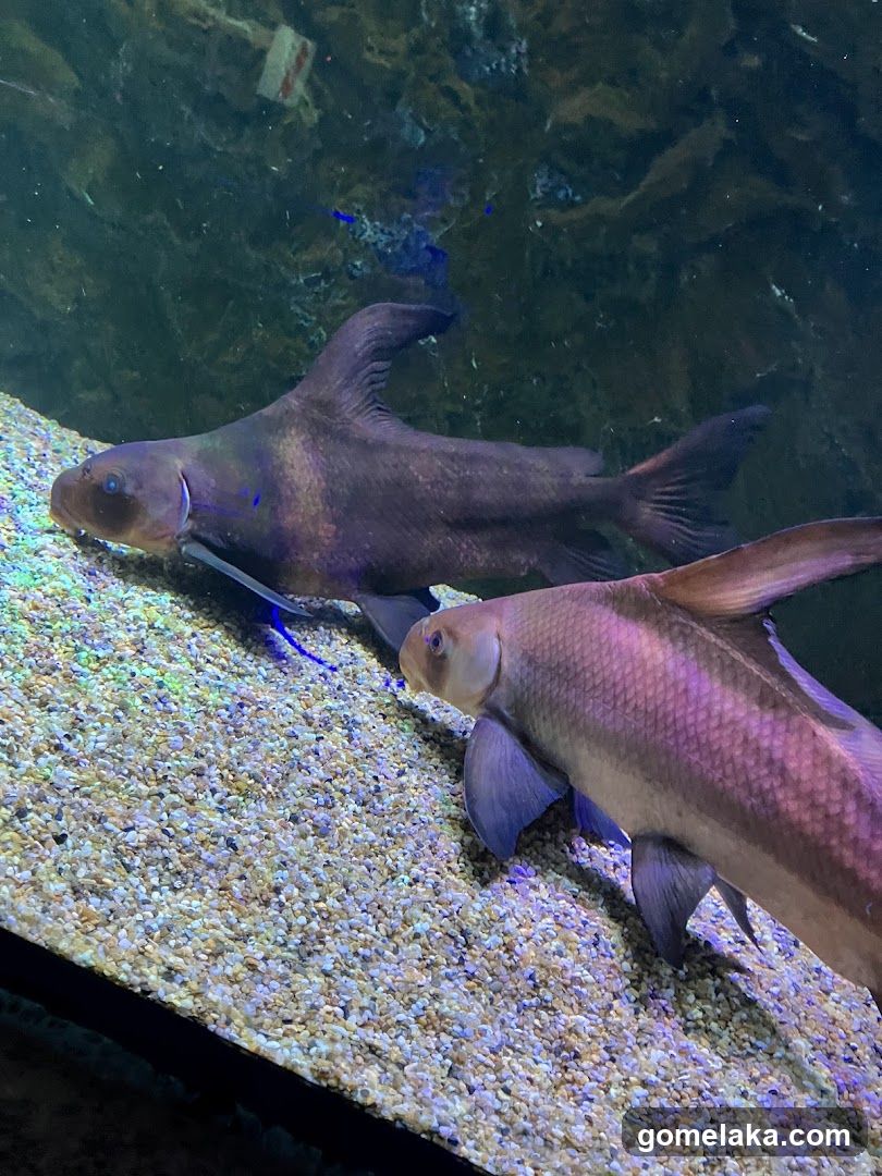 Aquarium Fish Display