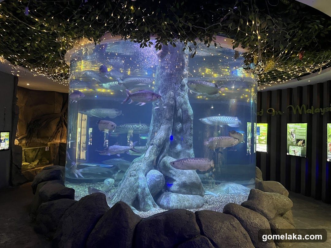 Aquarium Display