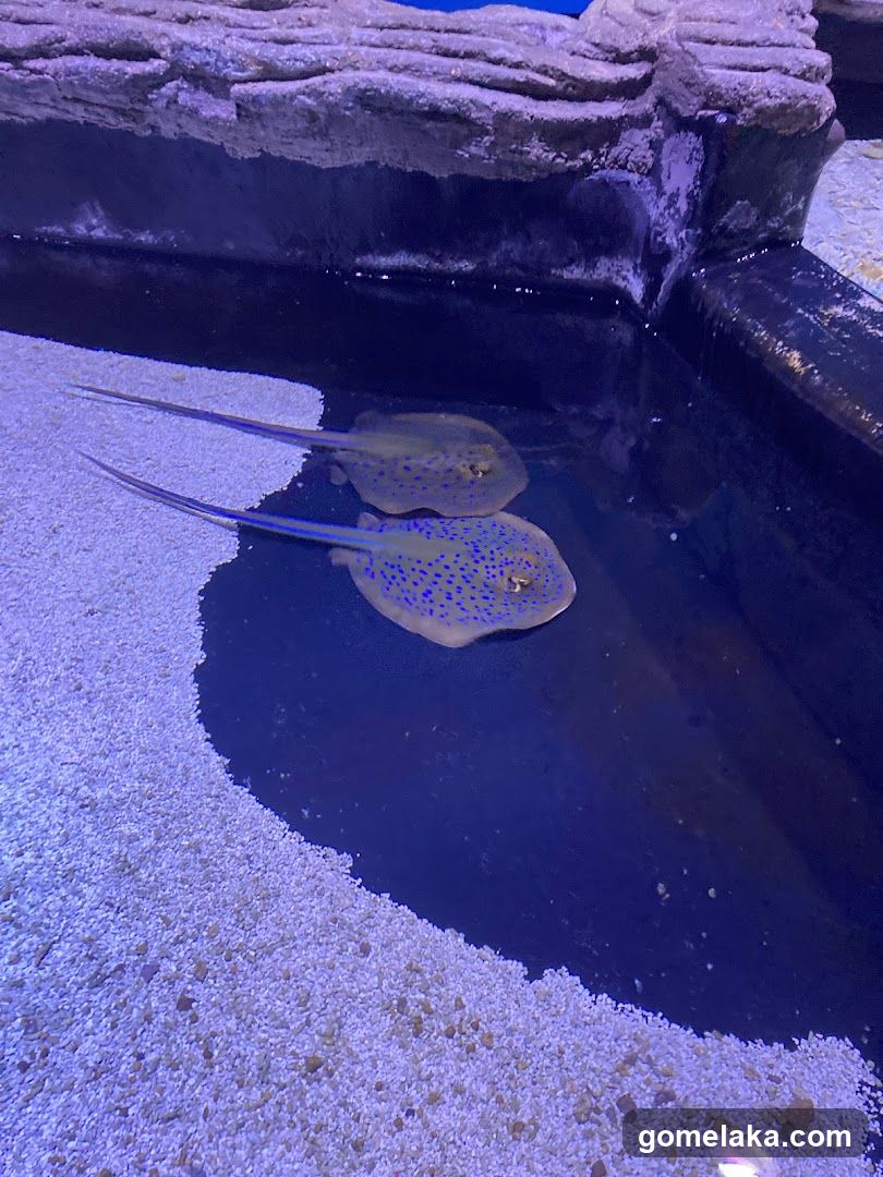 Aquarium Display