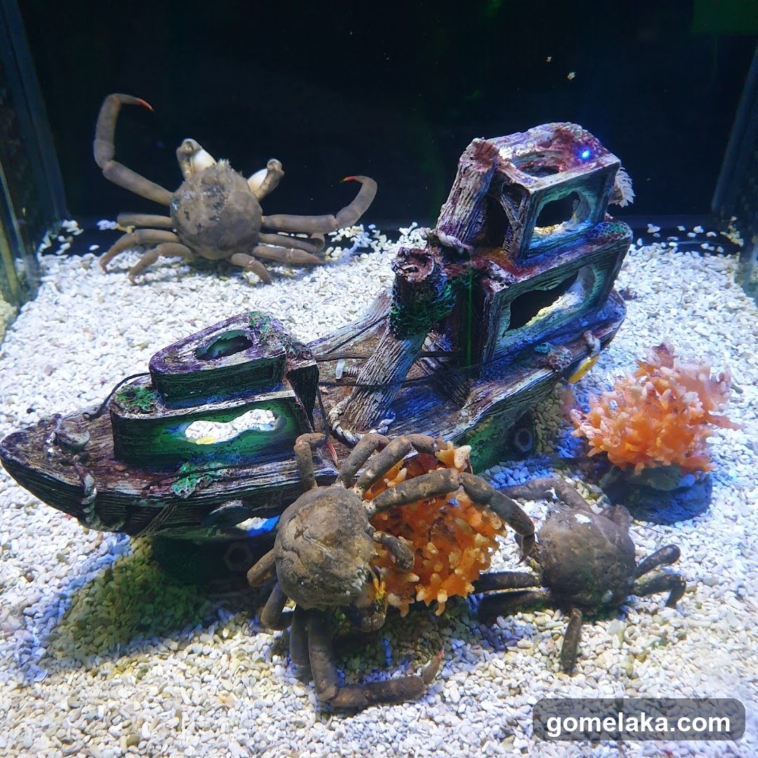 Aquarium Scene with Crabs and Decor