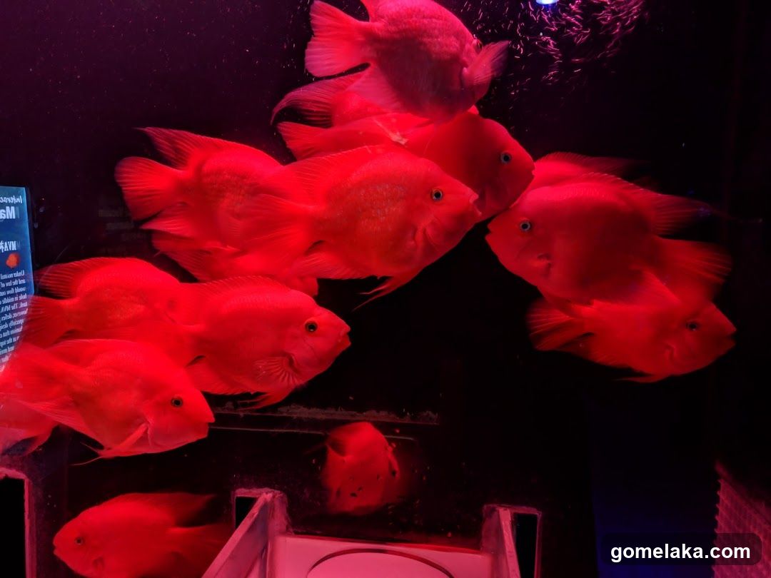 Aquarium with Red Fish
