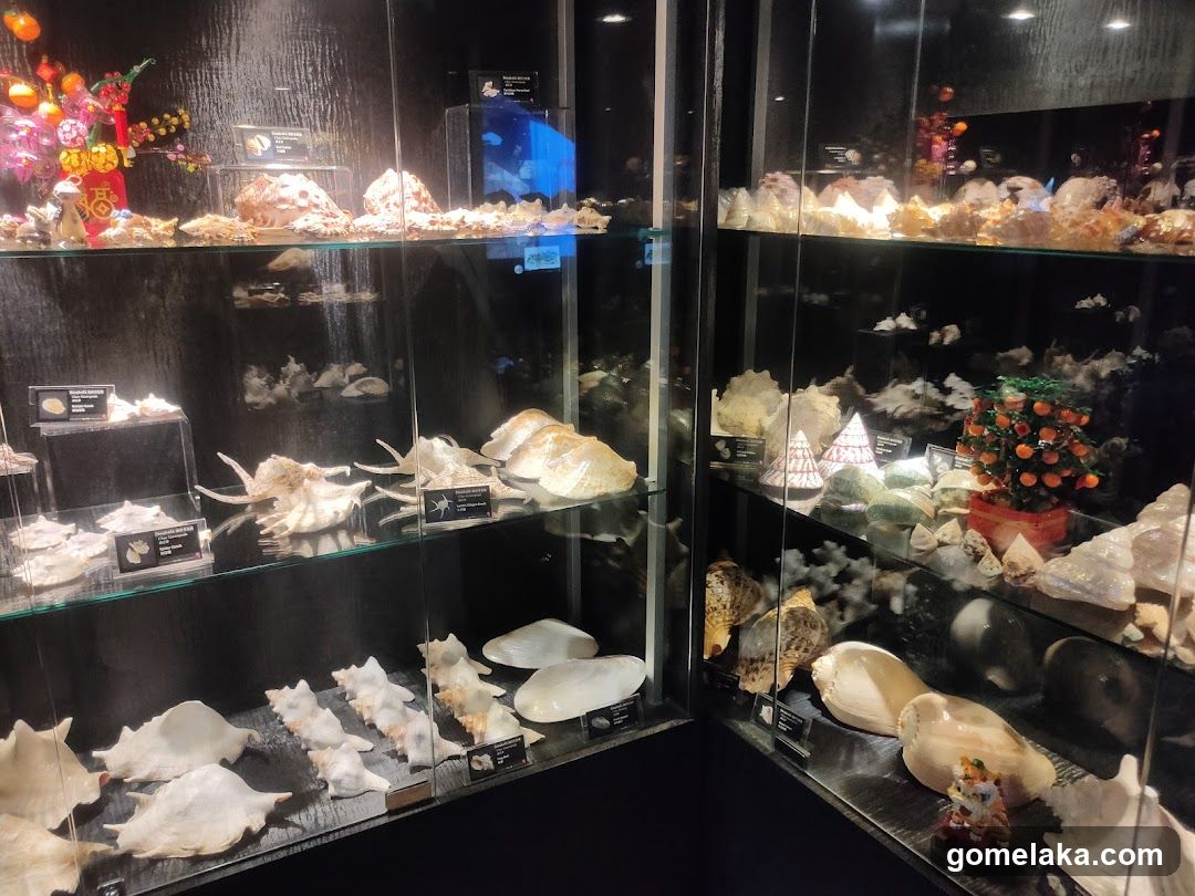 Shell Display Case