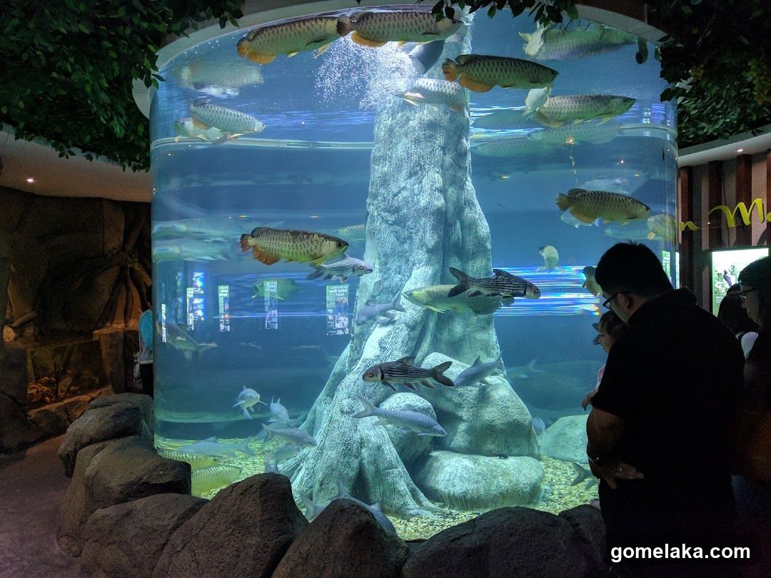 Aquarium Interior