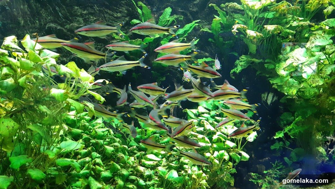 Aquarium Scene