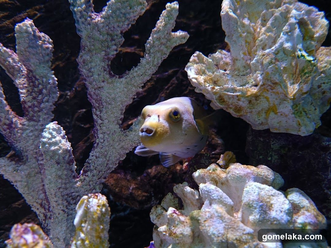 Aquarium Scene