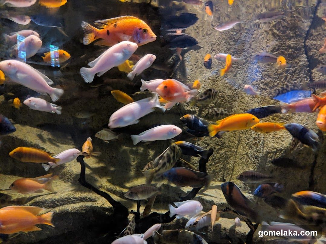 Aquarium Scene