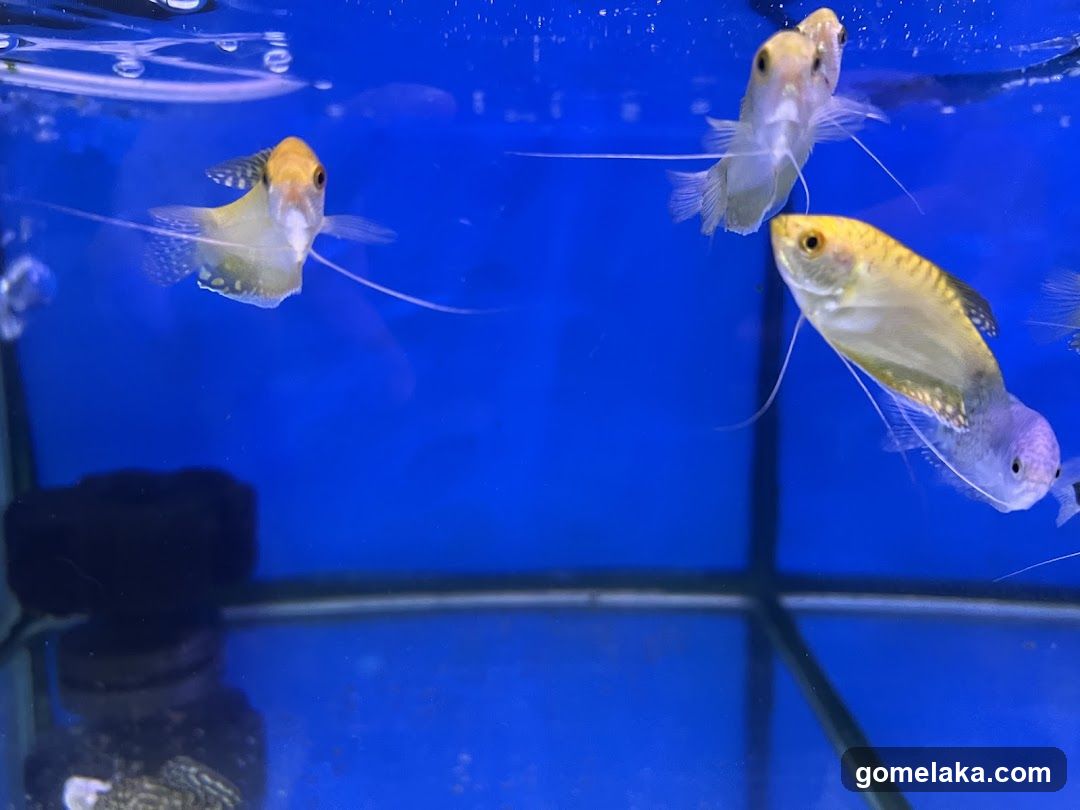Pearl Pets