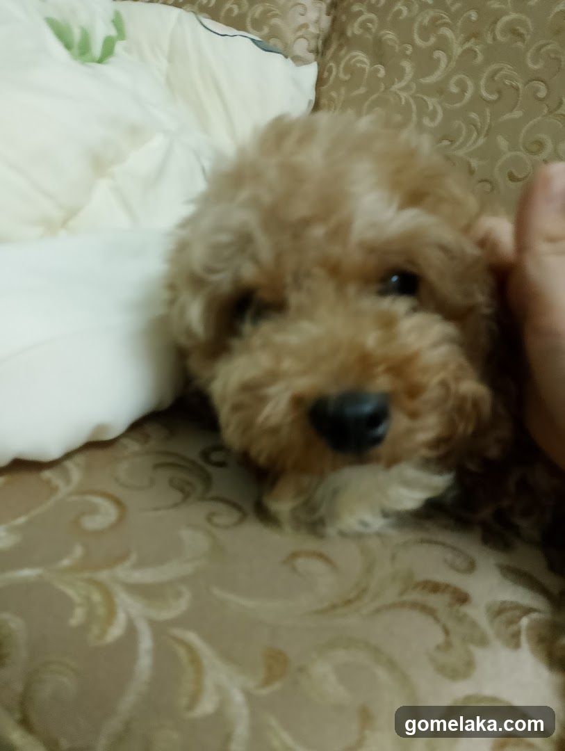 Puppy on a couch