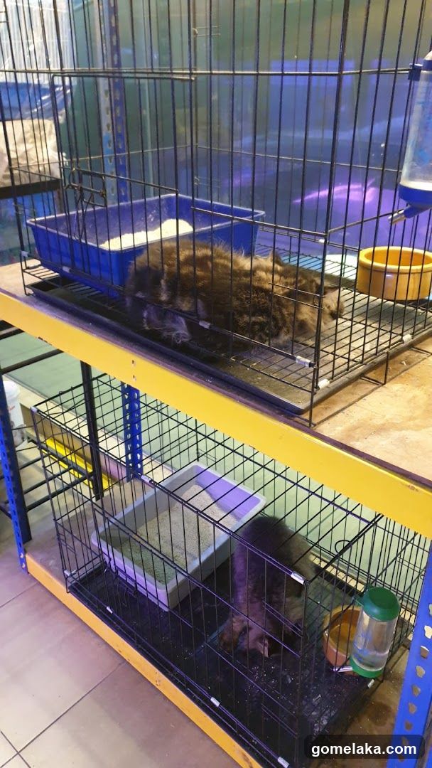 Animal Cages in Store Interior