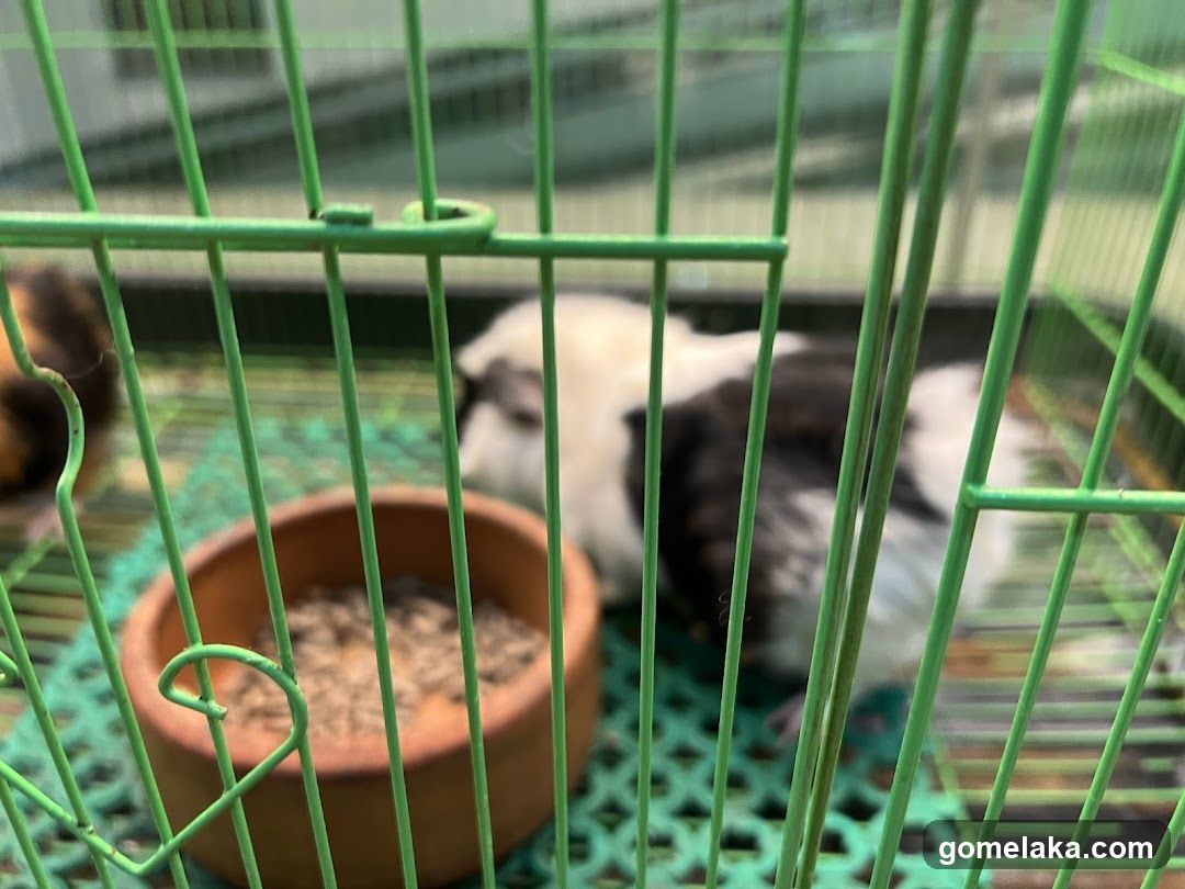 Caged Pet in Green Cage