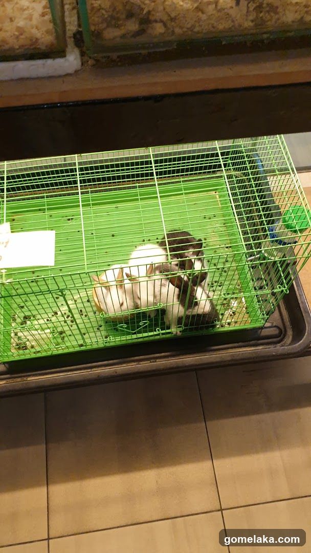 Green Cage with Animals