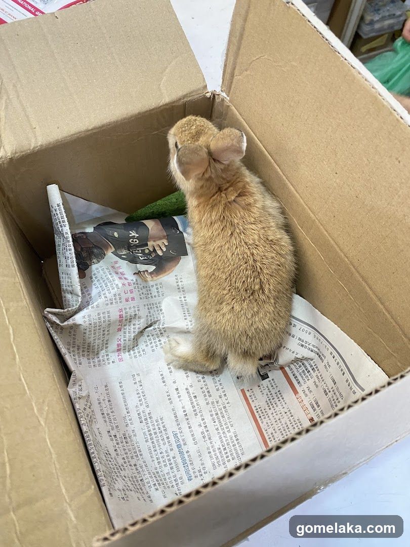 Rabbit in Box