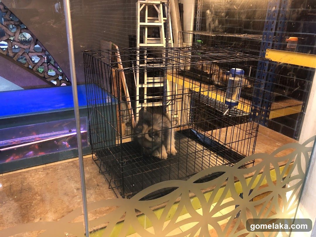 Interior of pet facility