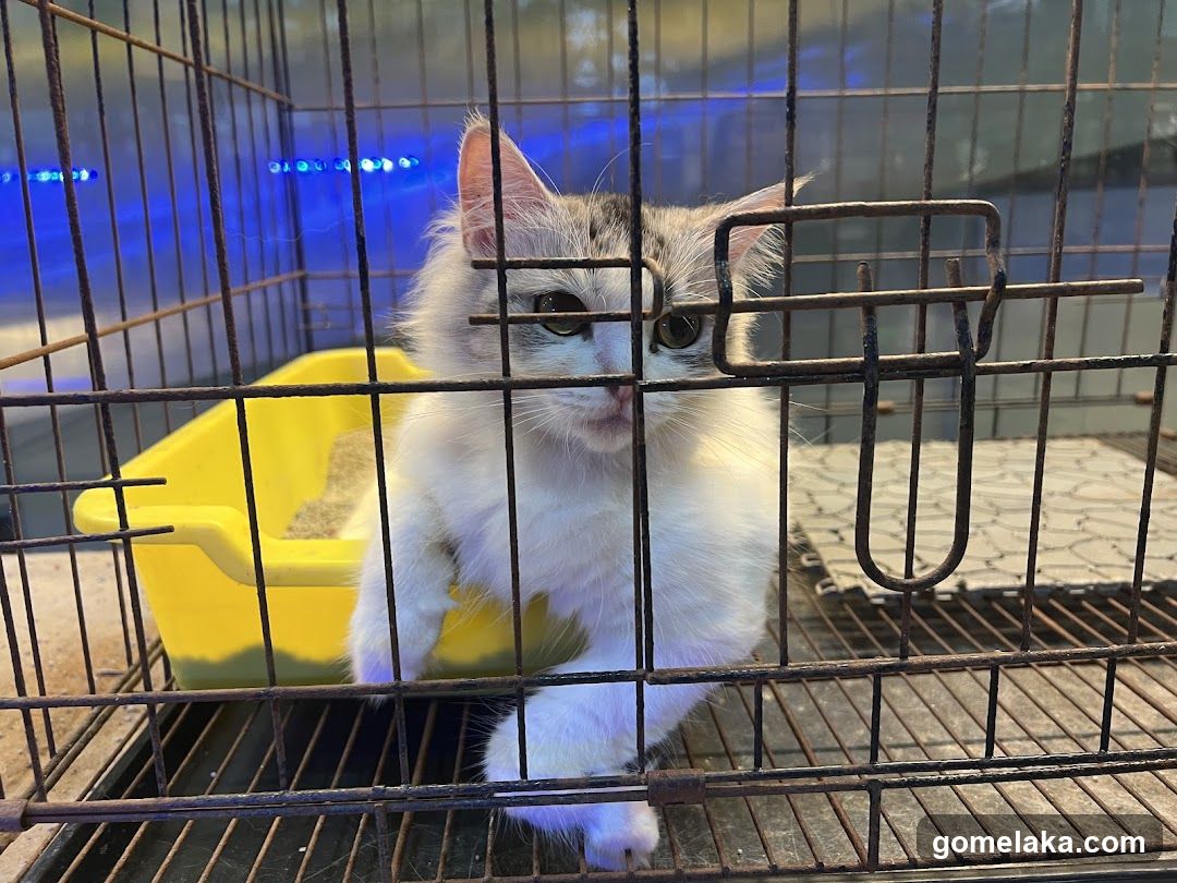 Cat in cage