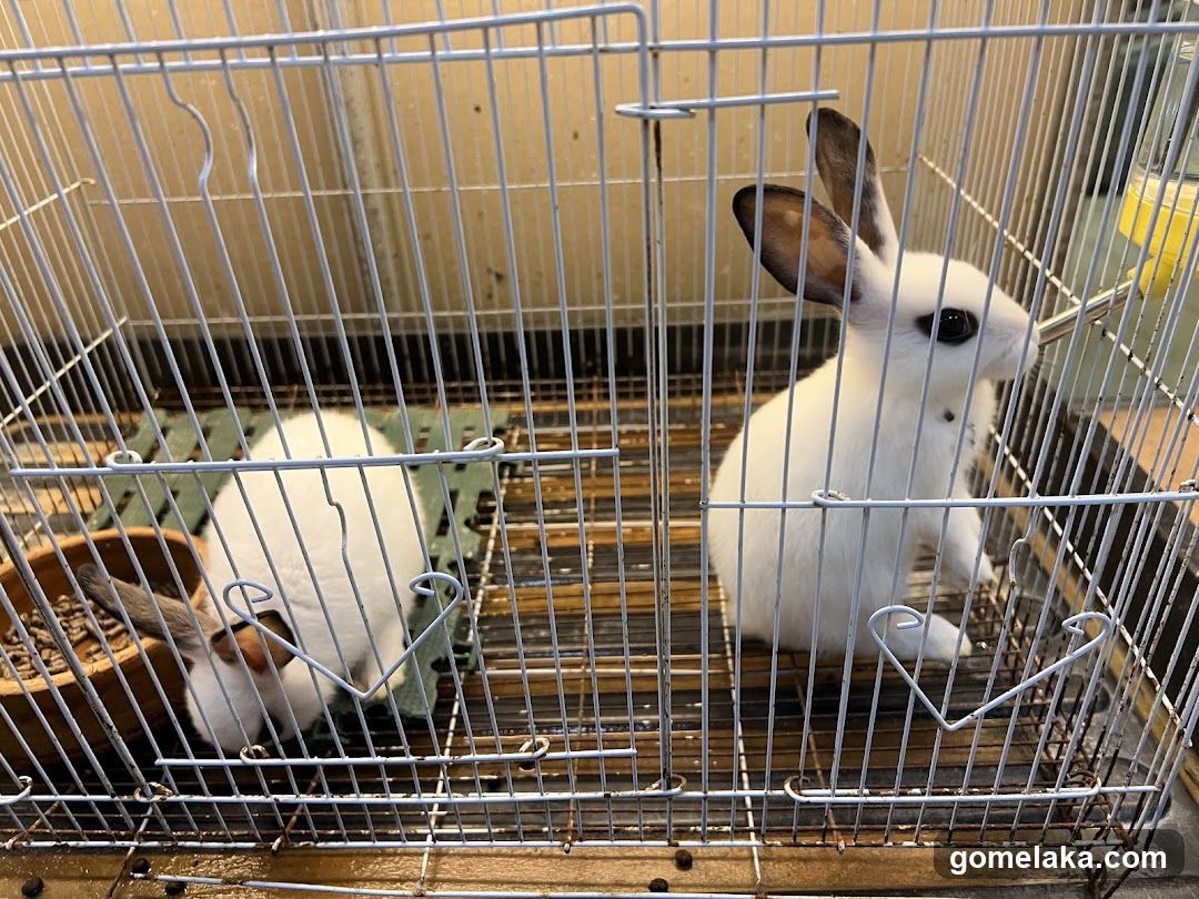 Caged Rabbits